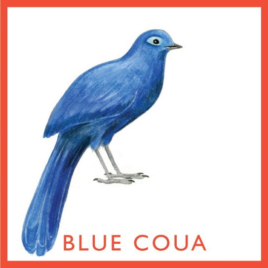 Blue Coua coloring #6, Download drawings