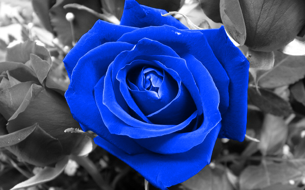 Blue Flower coloring #5, Download drawings