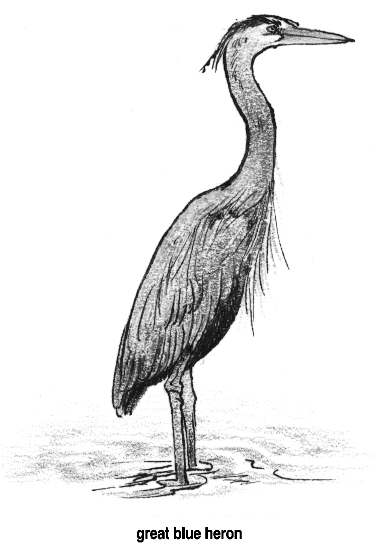 Blue Heron clipart #19, Download drawings