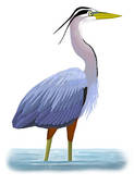 Blue Heron clipart #4, Download drawings