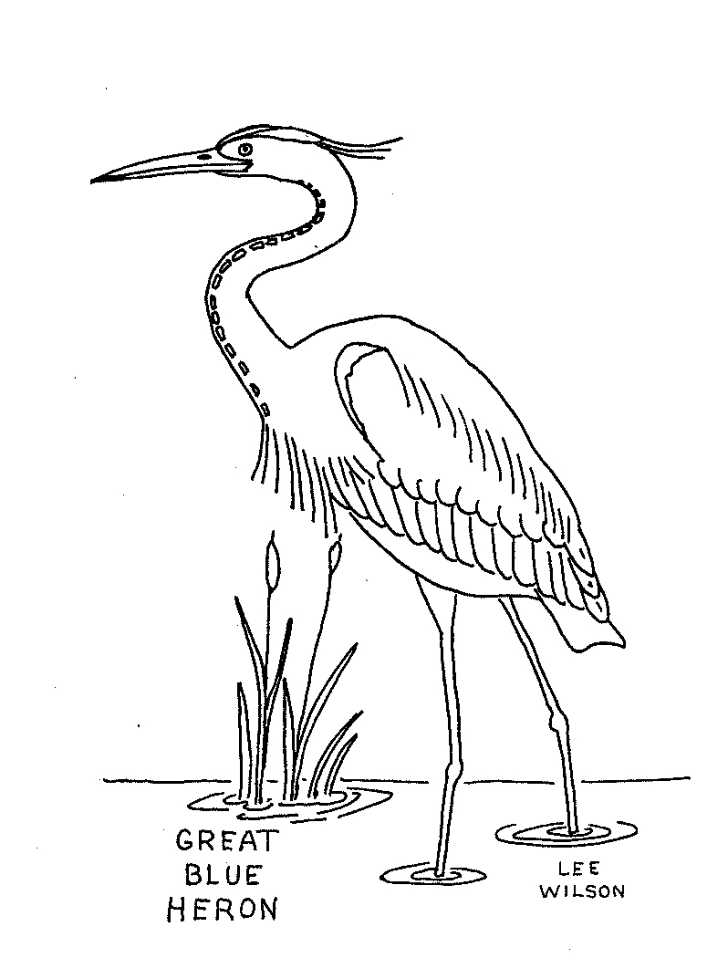 Gray Heron coloring #20, Download drawings