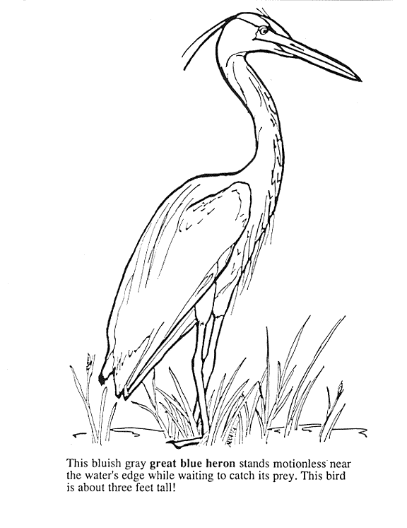 Gray Heron coloring #18, Download drawings