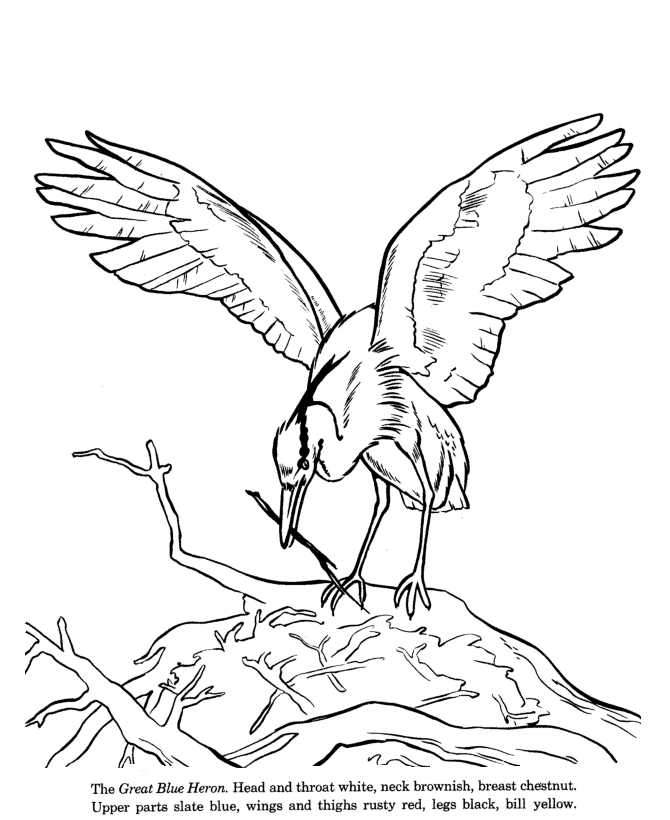 Blue Heron coloring #10, Download drawings