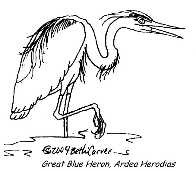 Blue Heron coloring #7, Download drawings