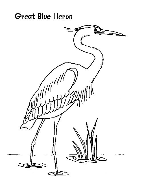 Gray Heron coloring #17, Download drawings