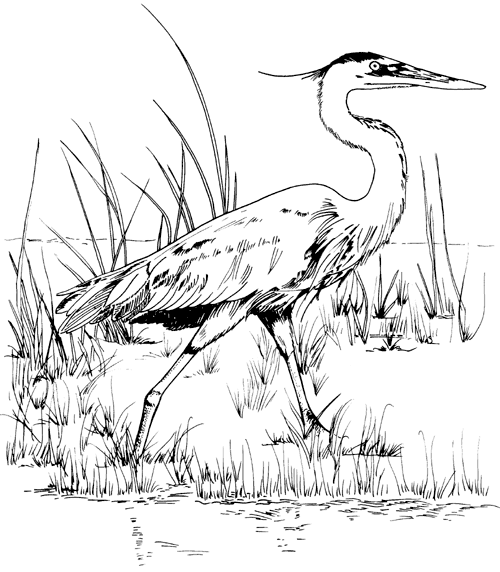 Blue Heron coloring #17, Download drawings
