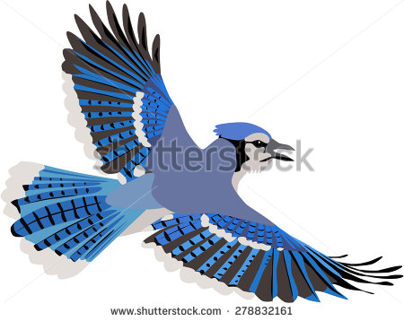 Blue Jay clipart #2, Download drawings