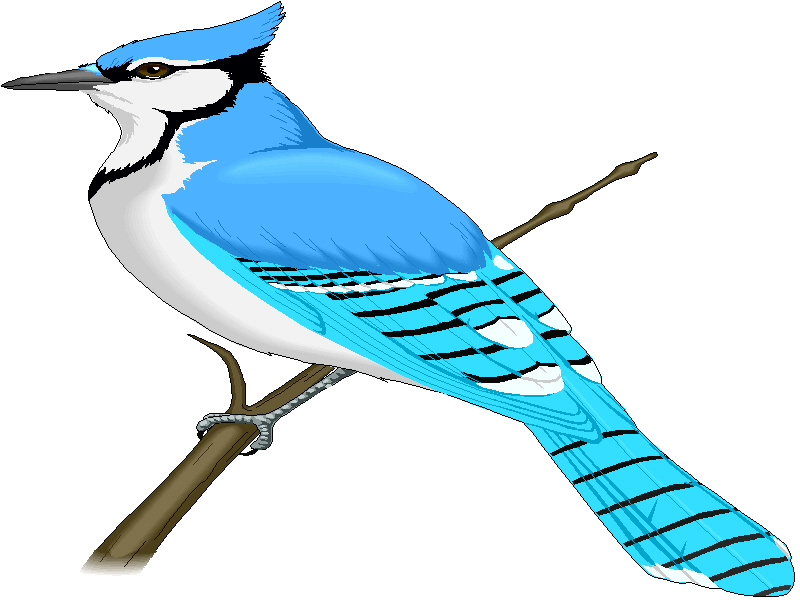Blue Jay clipart #10, Download drawings