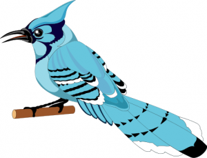 Blue Jay clipart #5, Download drawings