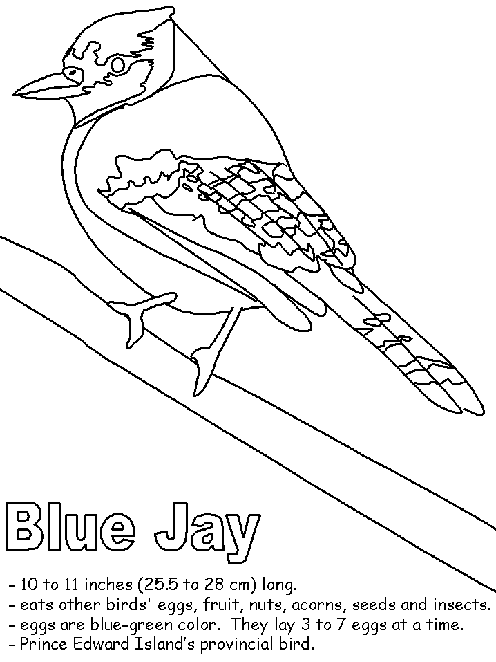 Blue Jay coloring #16, Download drawings