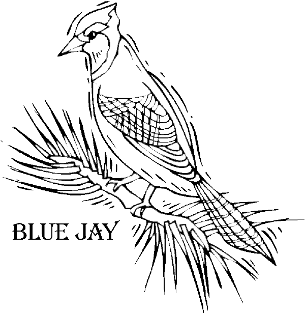 Blue Jay coloring #9, Download drawings
