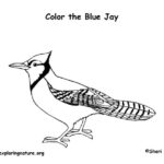 Blue Jay coloring #5, Download drawings