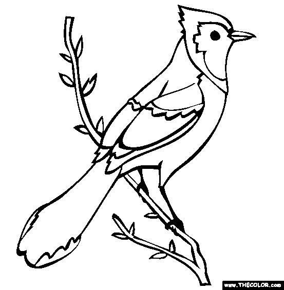 Blue Jay coloring #20, Download drawings