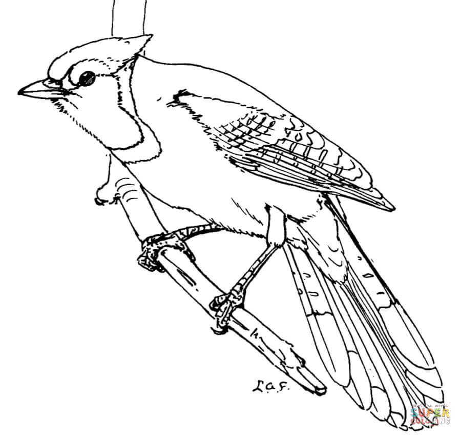 Blue Jay coloring #14, Download drawings