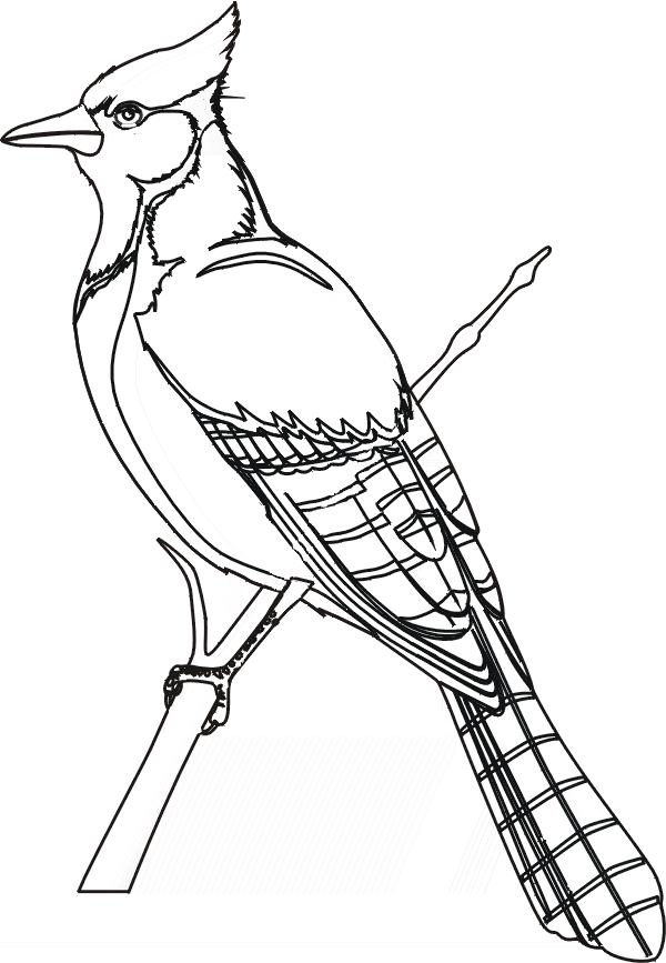 Blue Jay coloring #17, Download drawings