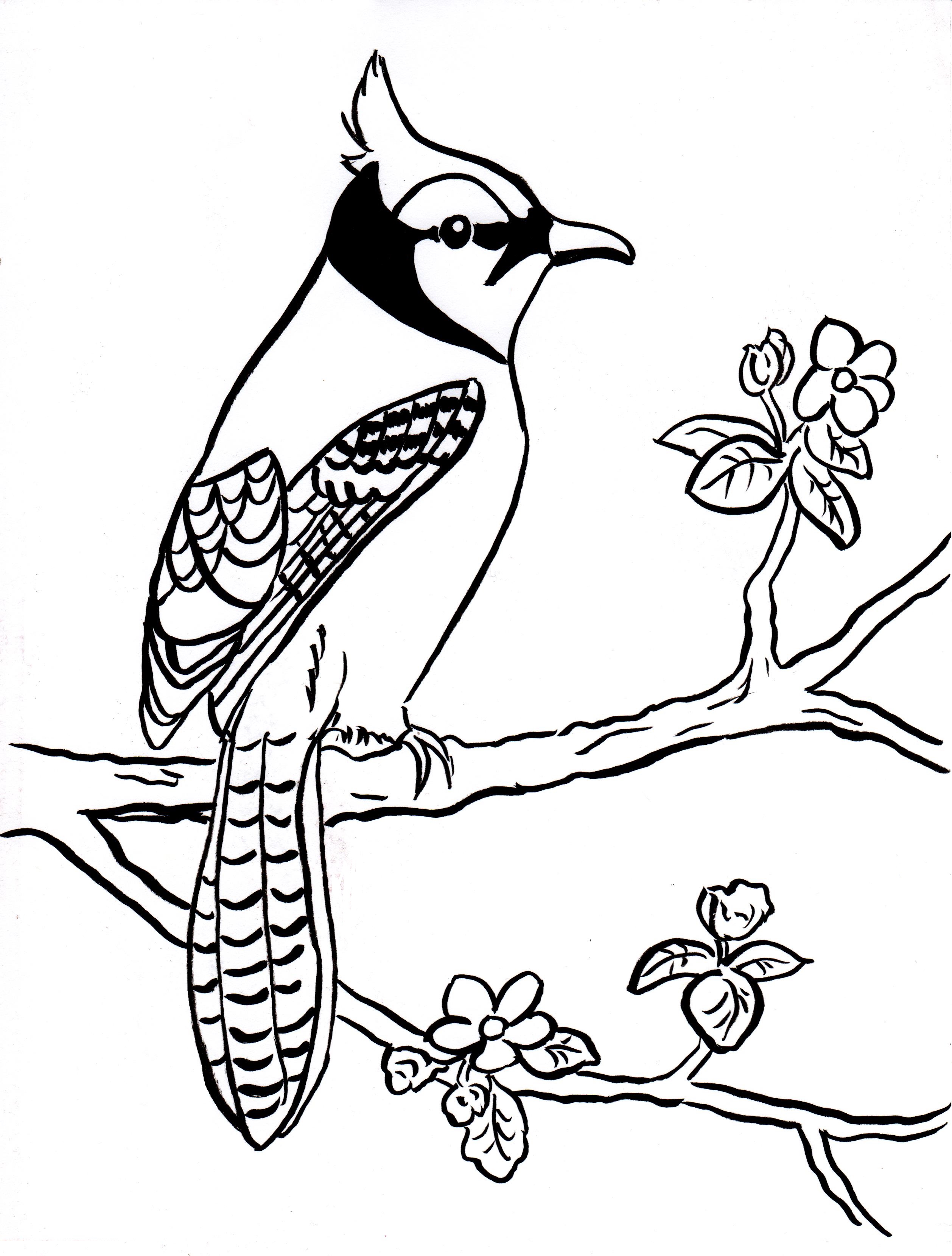 Blue Jay coloring #1, Download drawings