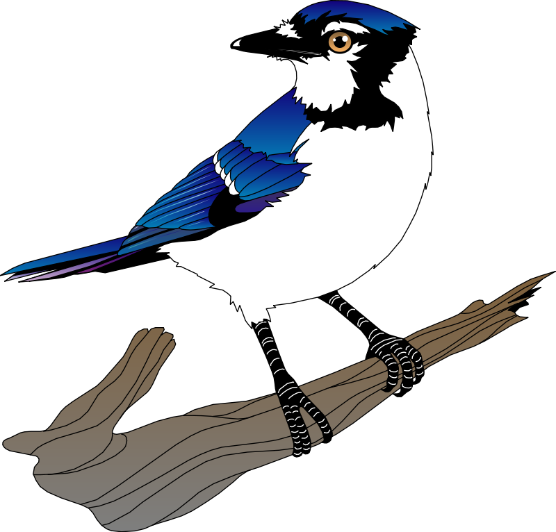 Blue Jay svg #4, Download drawings