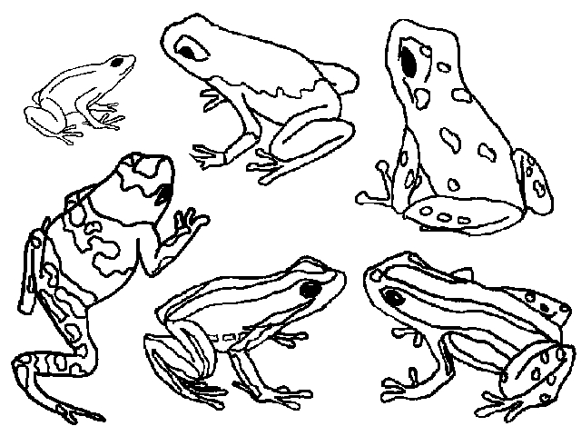 Blue Poison Dart Frog coloring #4, Download drawings