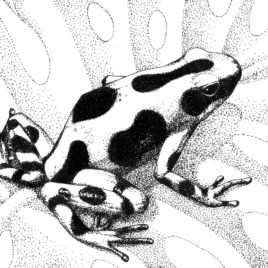 Blue Poison Dart Frog coloring #13, Download drawings