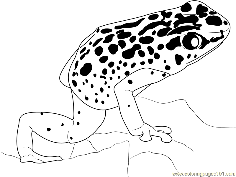 Blue Poison Dart Frog coloring #4, Download drawings