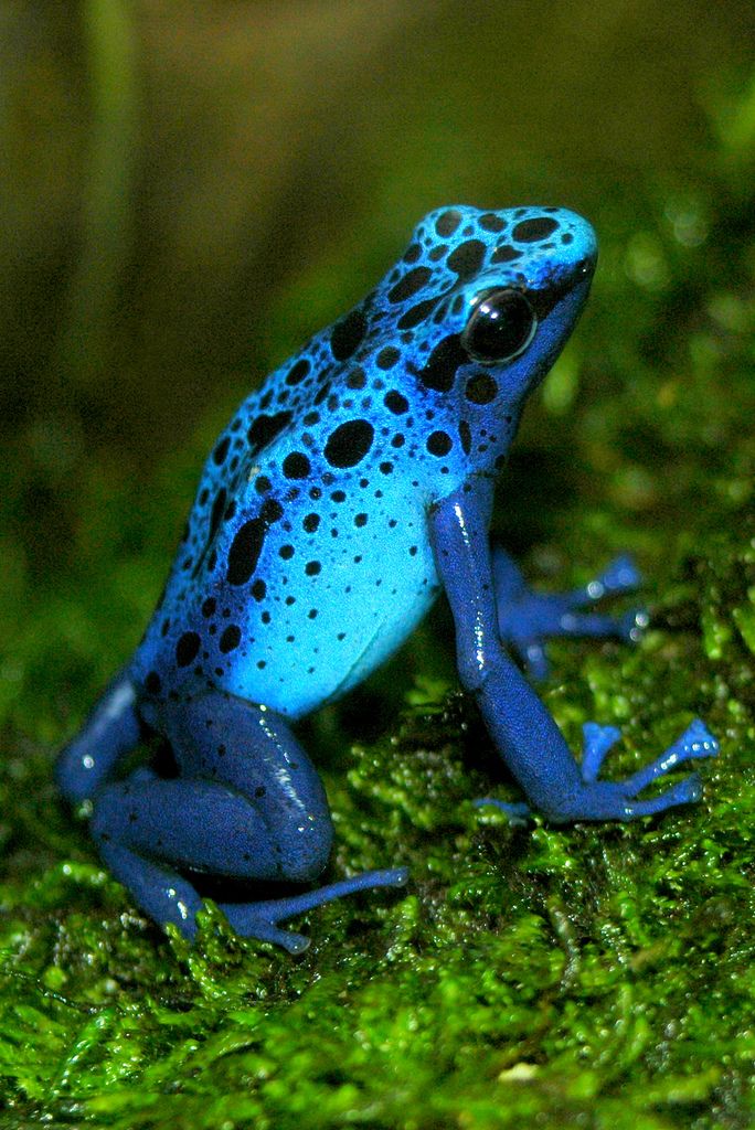 Blue Poison Dart Frog coloring #19, Download drawings