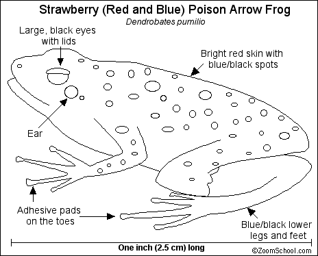 Blue Poison Dart Frog coloring #14, Download drawings