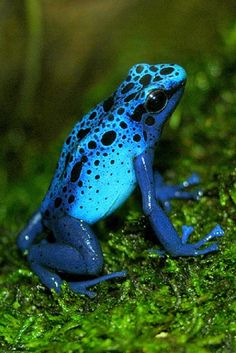 Blue Poison Dart Frog svg #11, Download drawings