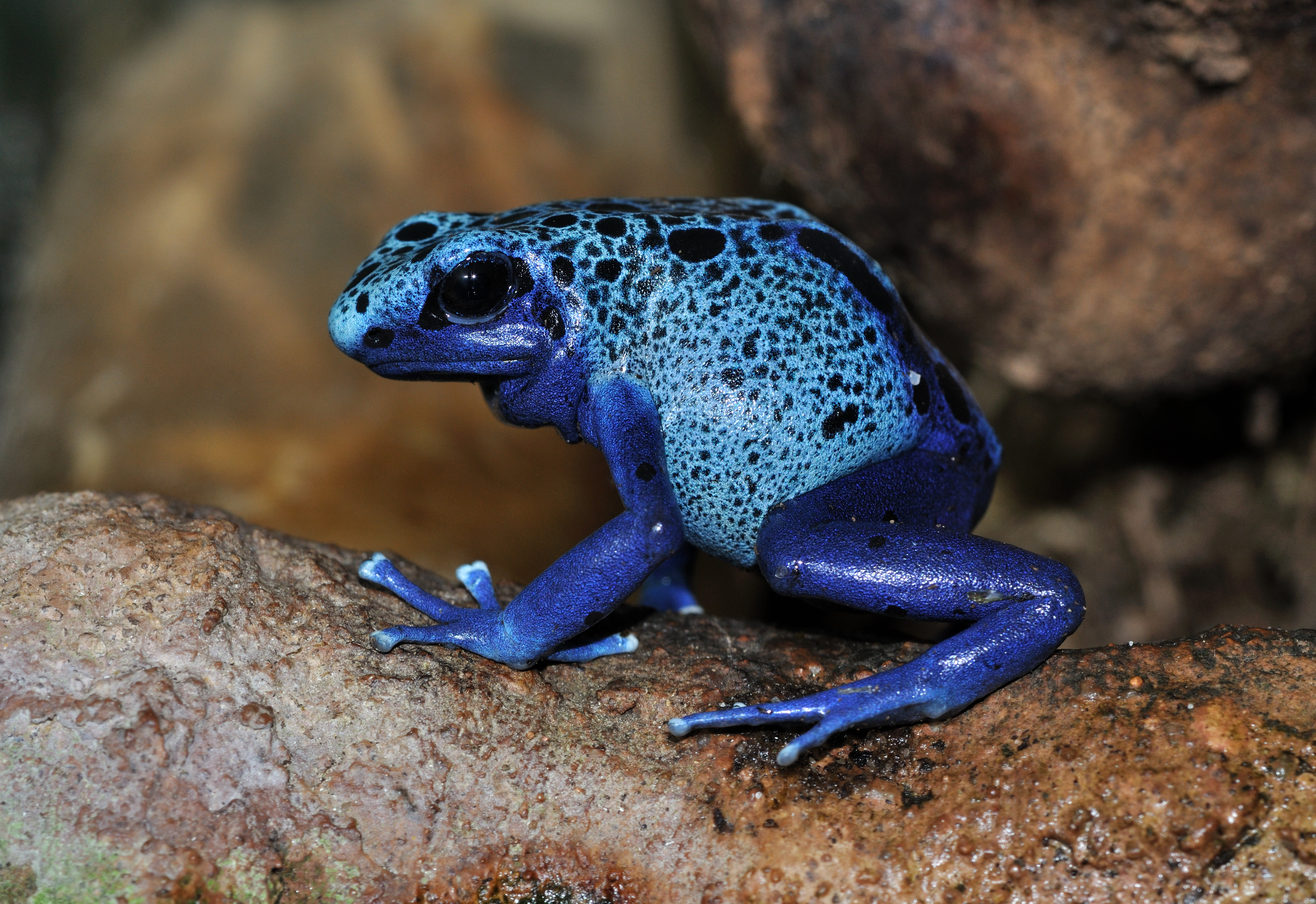 Blue Poison Dart Frog svg #3, Download drawings