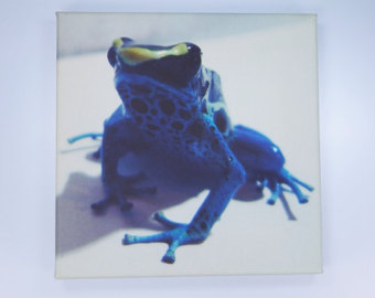 Blue Poison Dart Frog svg #14, Download drawings