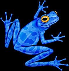 Blue Poison Dart Frog svg #15, Download drawings