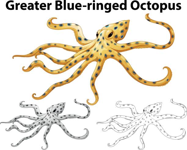Blue Ringed Octopus clipart #17, Download drawings