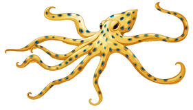 Blue Ringed Octopus clipart #16, Download drawings