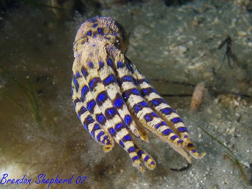 Blue Ringed Octopus coloring #13, Download drawings