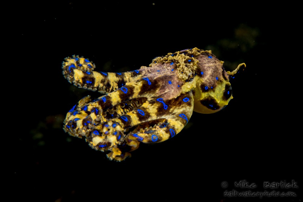 Blue Ringed Octopus coloring #5, Download drawings
