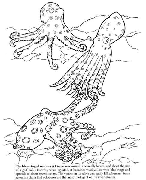 Blue Ringed Octopus coloring #7, Download drawings