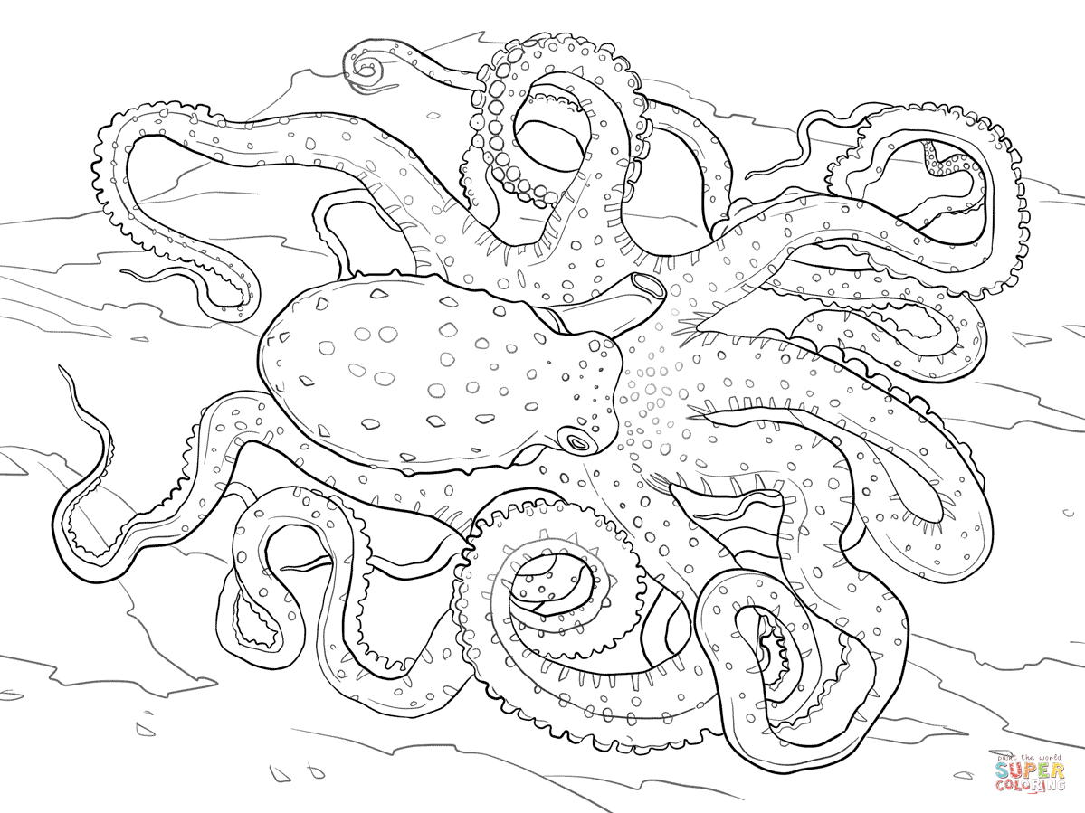 Blue Ringed Octopus coloring #3, Download drawings