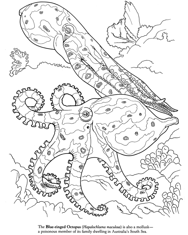 Blue Ringed Octopus coloring #15, Download drawings