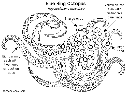 Blue Ringed Octopus coloring #17, Download drawings