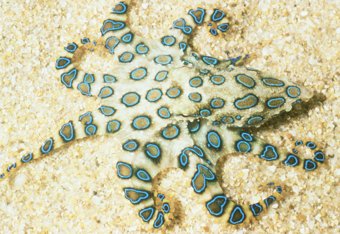 Blue Ringed Octopus svg #2, Download drawings
