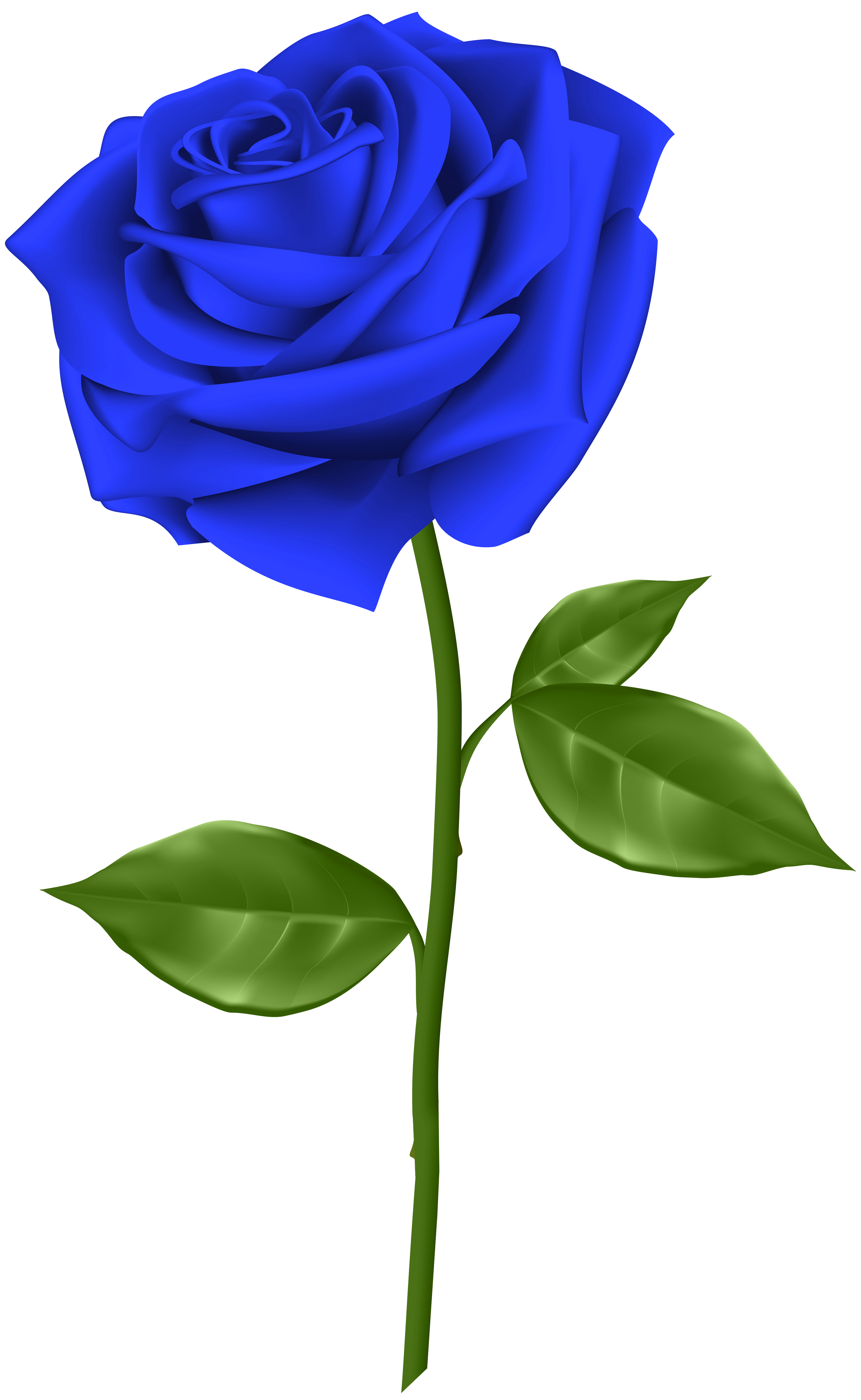 Blue Rose clipart #4, Download drawings