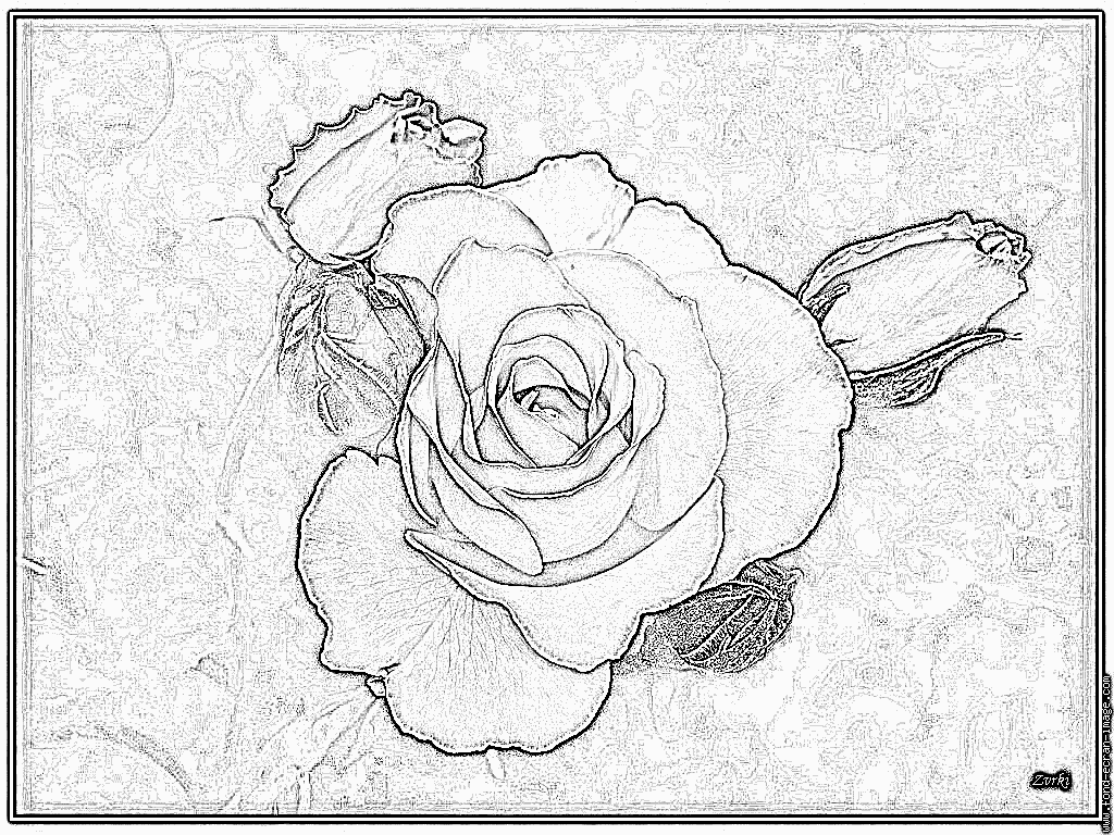 Blue Rose coloring #1, Download drawings