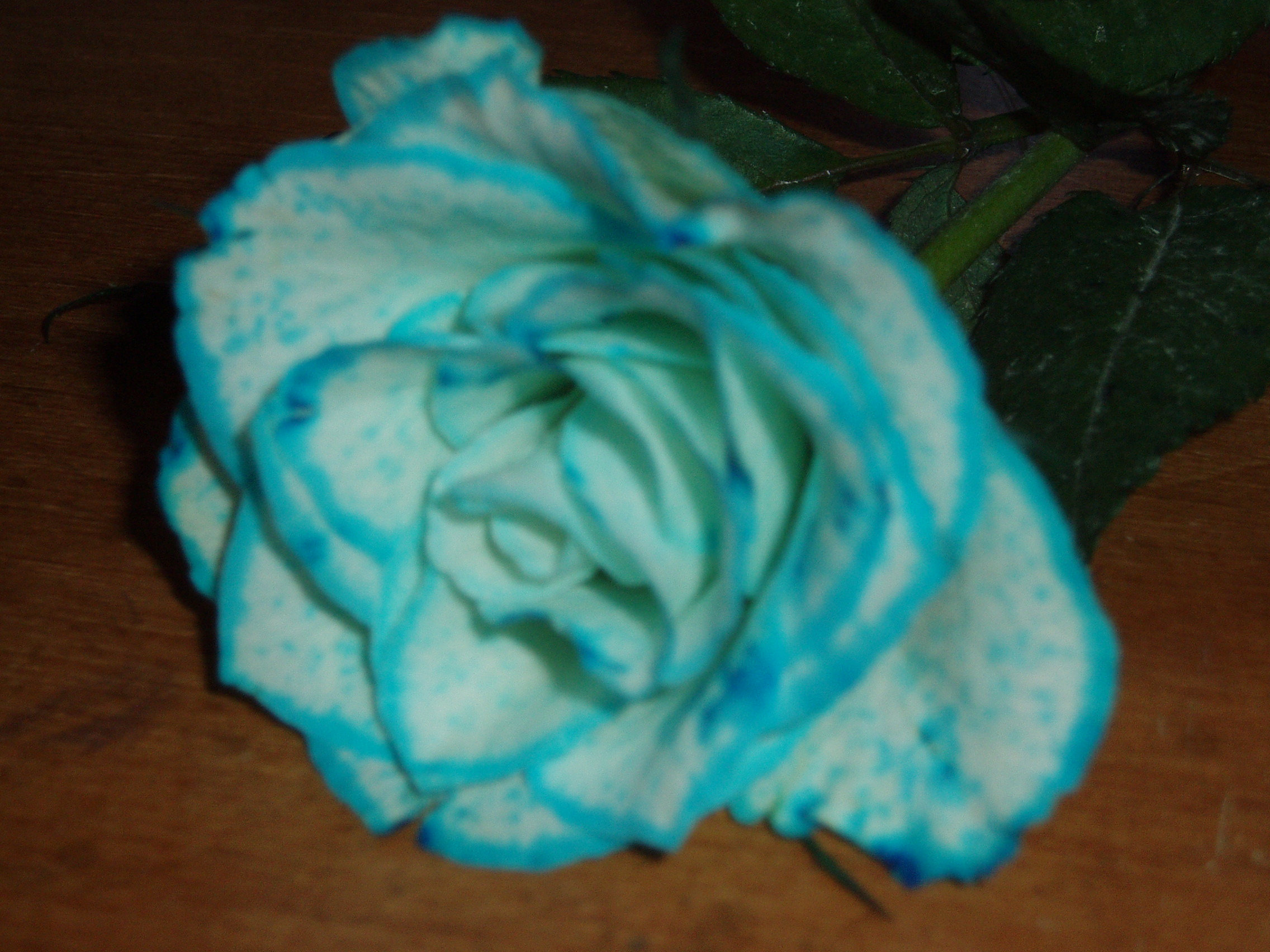 Blue Rose coloring #9, Download drawings