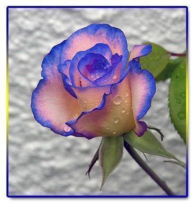 Blue Rose coloring #7, Download drawings