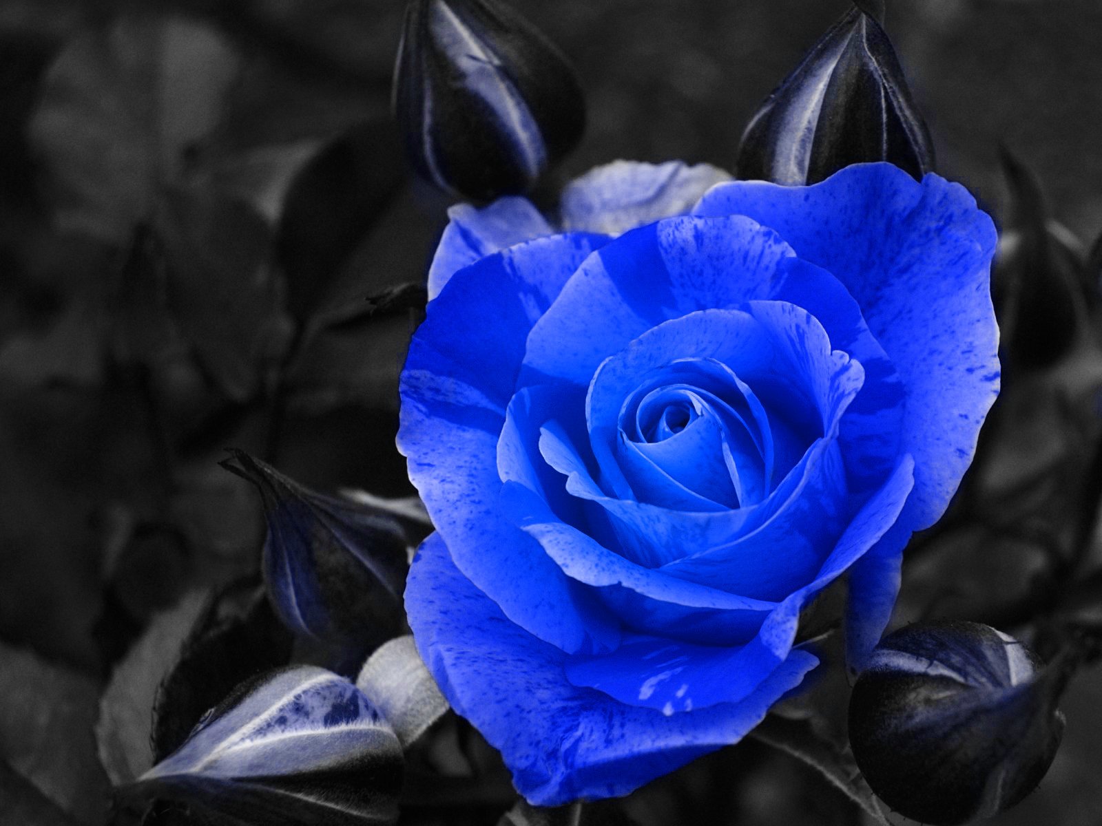 Blue Rose coloring #18, Download drawings