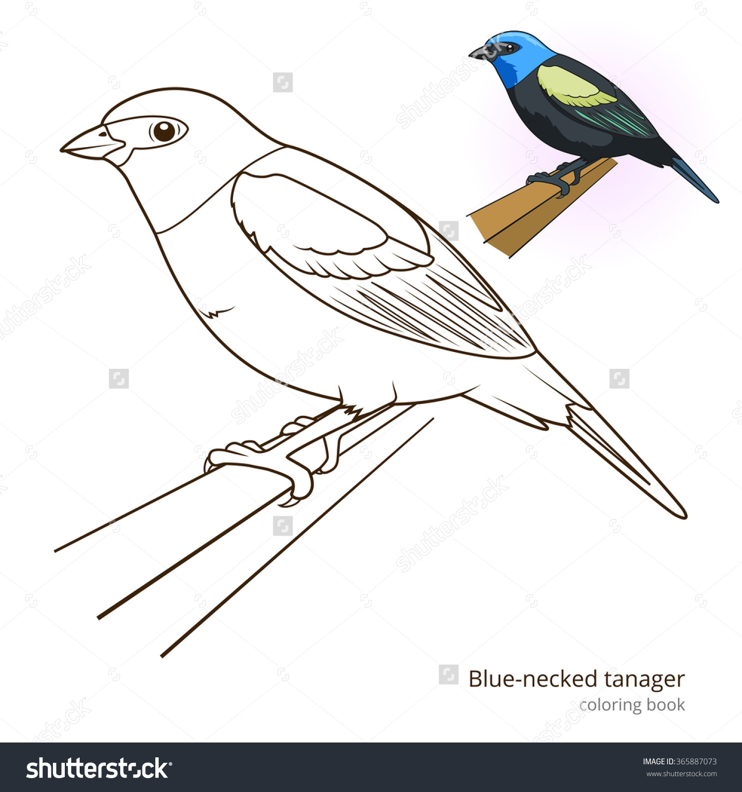 Blue Tanager coloring #4, Download drawings