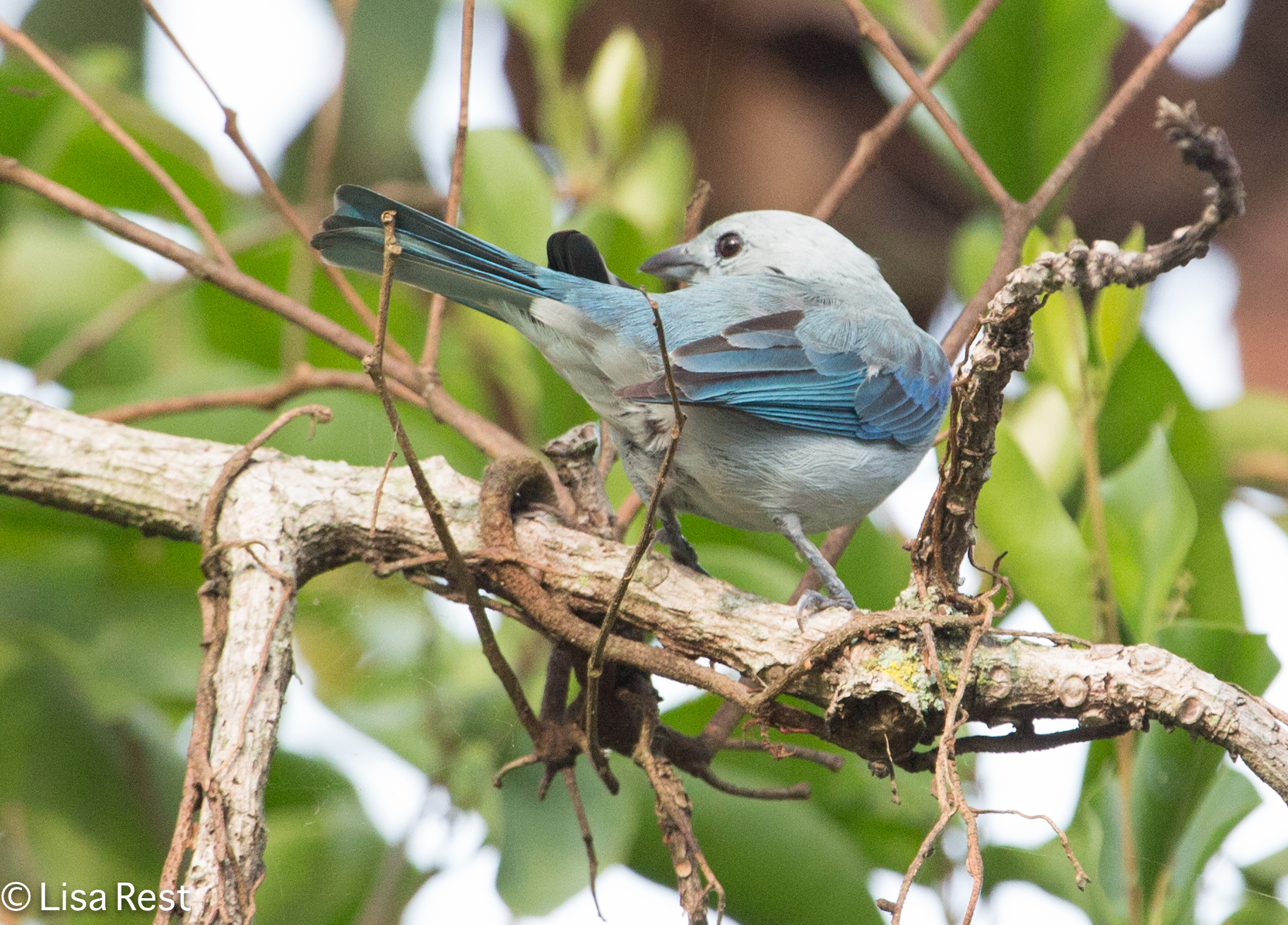 Blue-grey Tanager coloring #3, Download drawings
