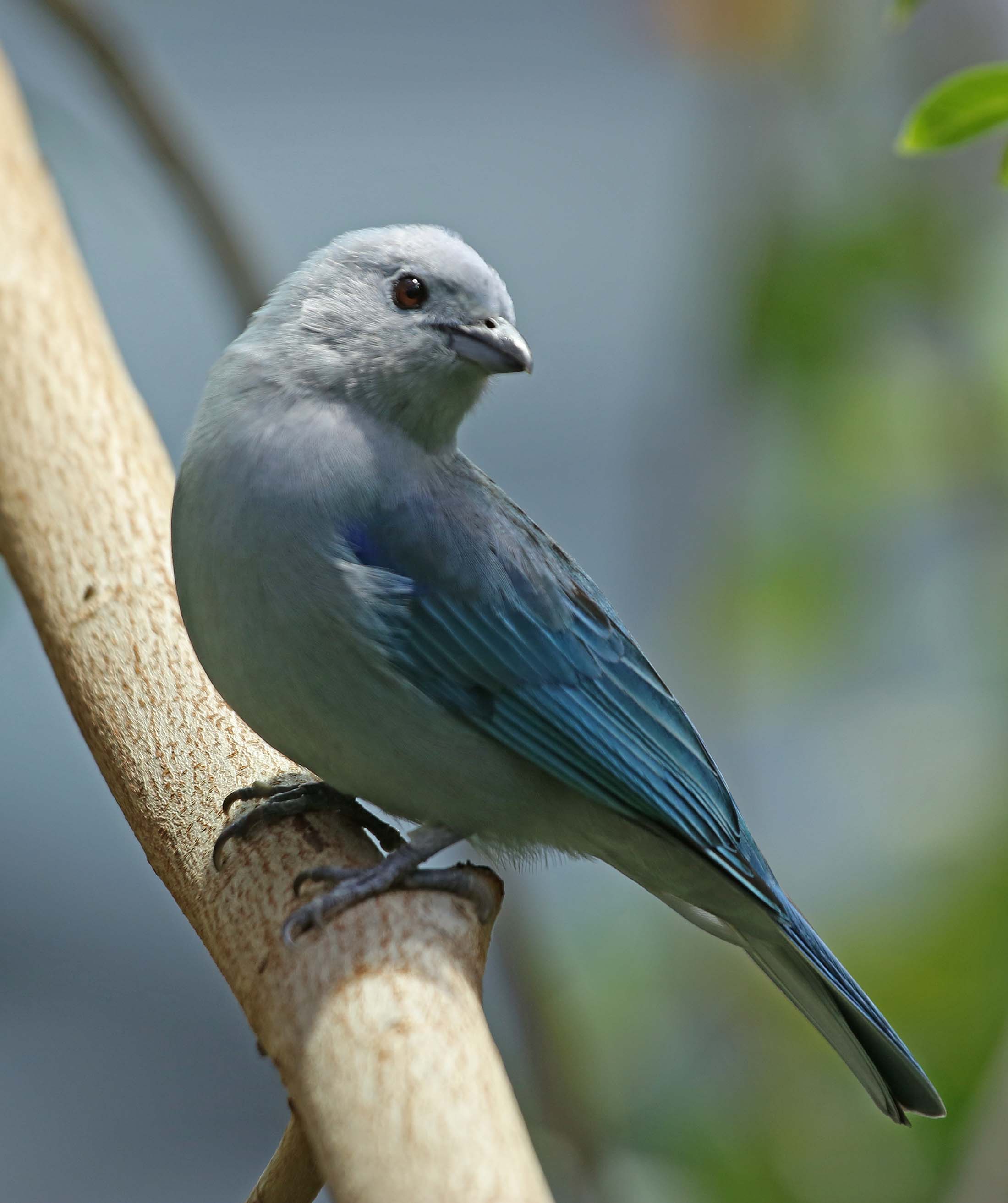 Blue-grey Tanager coloring #18, Download drawings
