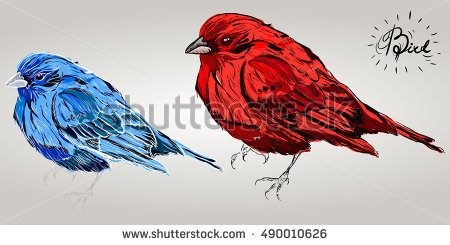 Blue Tanager coloring #1, Download drawings