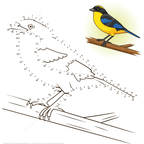 Blue Tanager coloring #16, Download drawings