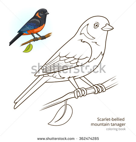 Tanager coloring #19, Download drawings